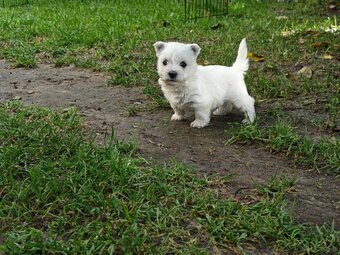 Szczenięta West Highland White Terrier - 10