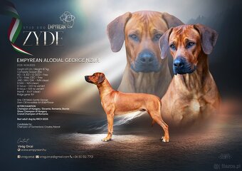 Rhodesian ridgeback - 10