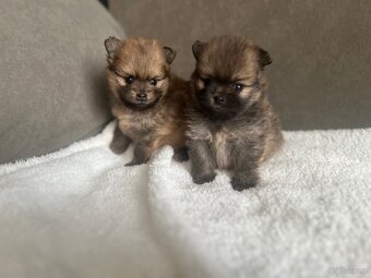 Szpic Miniaturowy, Pomeranian - 10