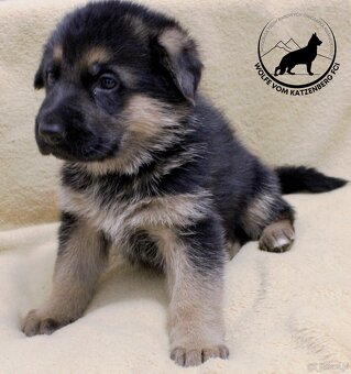 Owczarek niemiecki krótkowłosy szczeniaki o: Mistrz Świata - 10