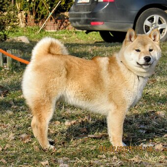Shiba Inu, dwoje ośmiomiesięcznych szczeniąt - 10