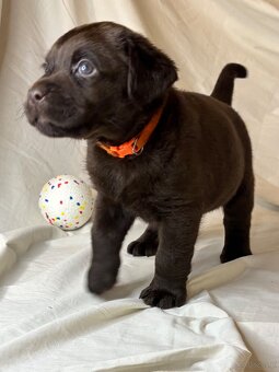 Labrador czekoladowy szczenię - 10