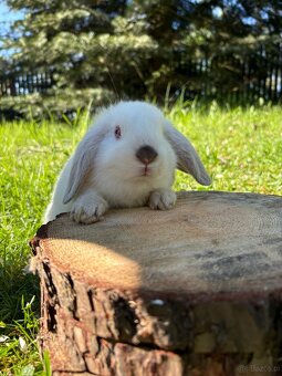 Królik miniaturowy mini lop seal point - 10