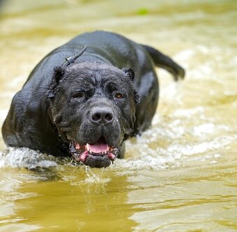 Bandog šteniatka - 10