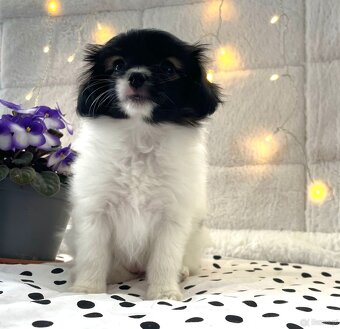 spaniel kontynentalny miniaturowy, phalene, nie papillon - 10