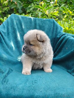 Wzorcowe Chow Chow Czał Czał rodzice FCI - 10