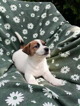 Jack Russell terrier JRT rodzice FCI - 10