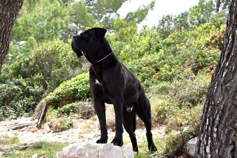 Szczenięta Cane Corso z FCI - 10