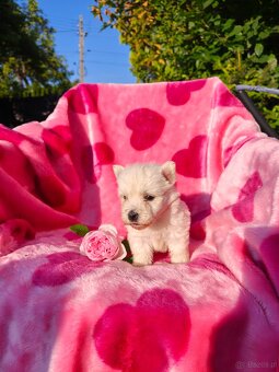 Wzorcowa suczka West highland white terrier ojciec FCI - 10