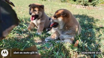 Dwoje szczeniąt Shiba Inu ur.07.08.2026r. - 10