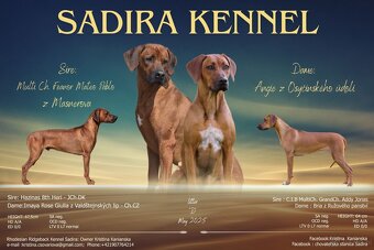Rhodesian Ridgeback s pp - 10