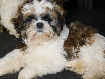 Sunia shih tzu Bibi - 10