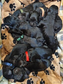 Czarny terier rosyjski - szczeniak - 10