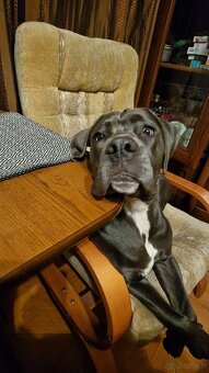 Cane Corso suka 14 miesięcy - 10