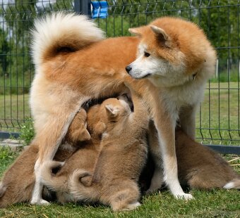 Akita Inu Akita japońska ZKWP FCI po Championie - 10