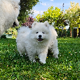 Samoyed szczenięta - 10