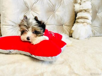 York Mikołaj z Bajki - do Kochania. Cudak. - 10