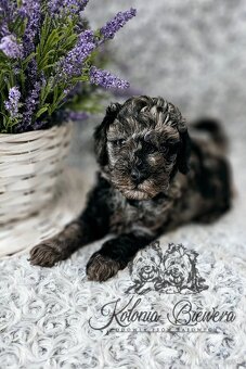 Pudel Toy/Miniaturowy Blue Merle adania Genetyczne Paszport - 10