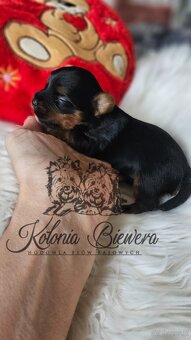 Yorkshire Terrier Czarno-złoty pessiei sunia PASZPORT - 10