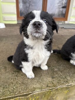 Szczeniaki border collie - 10
