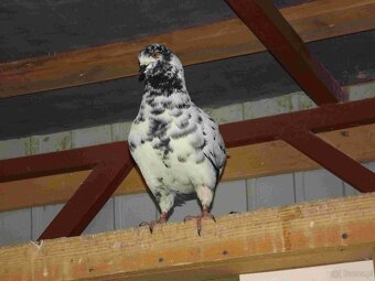 sprzedam gołębie - 10