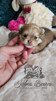 Szpic Miniaturowy/pomeranian PASZPORT - 10