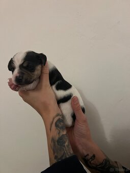 Duński szwedzki pies hodowlany - 10