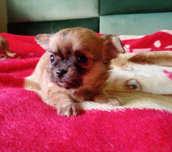 Chihuahua szczenięta - 10
