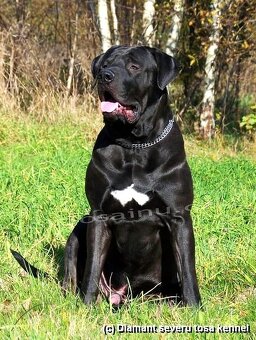 Tosa inu - przyjmujemy rezerwacje na szczenięta wiosna/lato - 10