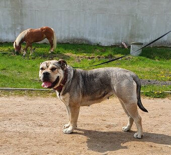 Dog Z Majorki Ca De Bou - 10