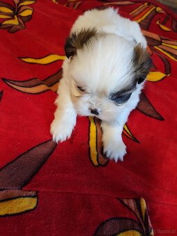 Suczki  mieszanka ( shih tzu - pekińczyk) - 10