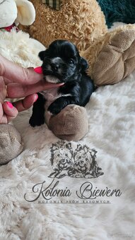 Yorkshire Terrier czarny piesek ( nie wybarwi się) Paszport - 10