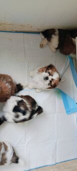 Shih tzu - 10