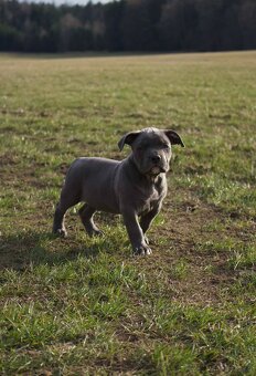 American Bully Standard - 10