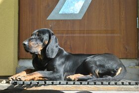 Reproduktory rasy GOŃCZY POLSKI użytkowe zapraszają suczki - 10