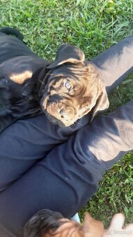 Sprzedam pieski Cane Corse - 10