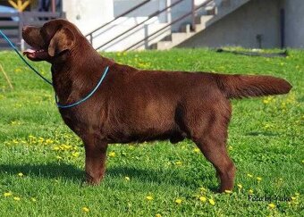 Labrador Retriever szczenie z rod ZKwP, FCI Badania Genetycz - 10