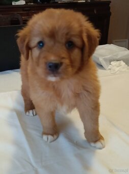 Nova Scotia Duck Tolling Retriever - szczeniaki - 10