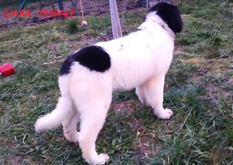 LANDSEER - 10