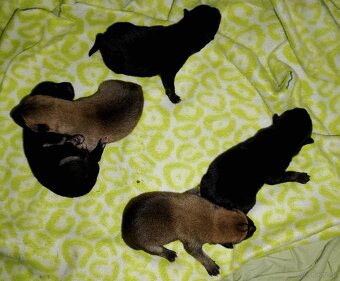 Shiba Inu + Nowy miot + Rezerwacja szczeniąt - 10