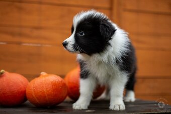 Border collie szczenięta hodowla Anidamara FCI - 10