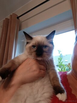 Kocurek Ragdoll LATTE FPL - 10