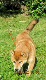 Shiba Inu - najstarszy w miocie czerwony piesek - 10