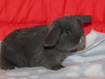 Mini lop niebieskie i niebiesko- białe - 10