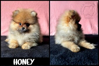 Szpic Miniaturowy, Pomeranian - 10