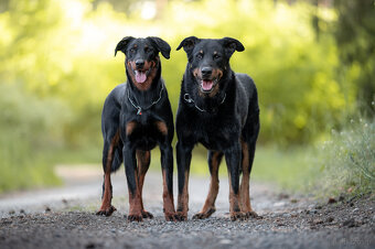 Beauceron - Owczarek francuski z rodowodem - 10