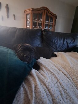 Urocze Cane Corso - 10