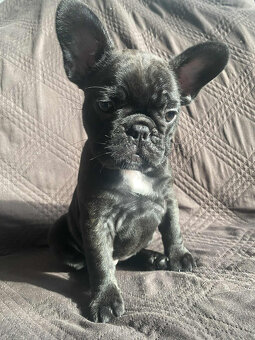 Buldog francuski - 10