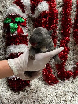 American bully XL s PP - 10