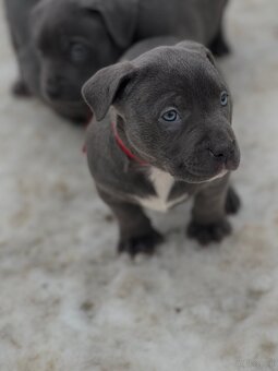 American bully XL s PP - 10